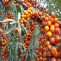 Cool blood detoxification dried fruit of chinese yellow goji